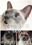 死而复生之后我从老头变成了绝世大美人攻受