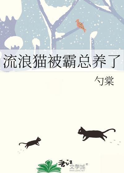被流浪猫选中