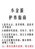 小金蛋的功效