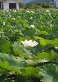 花神令