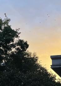 圣母的下场NP